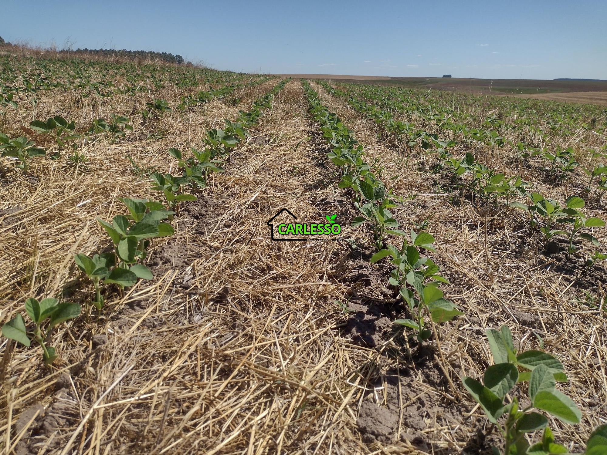 Sítio, 18 hectares - Foto 51