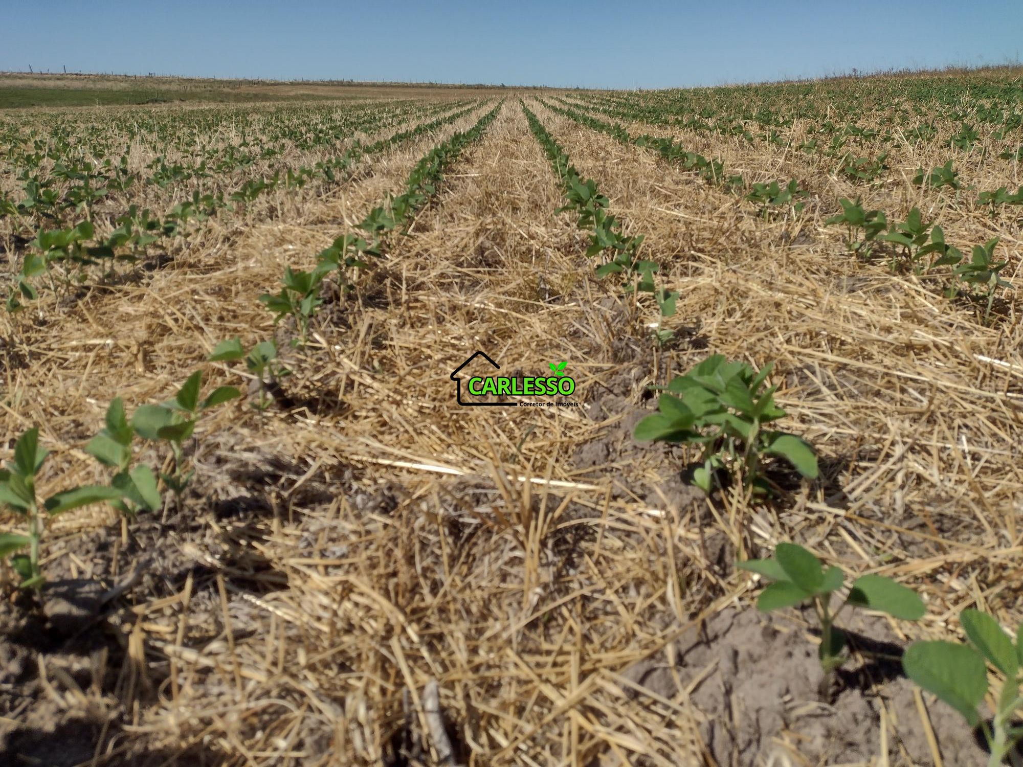 Sítio, 18 hectares - Foto 19