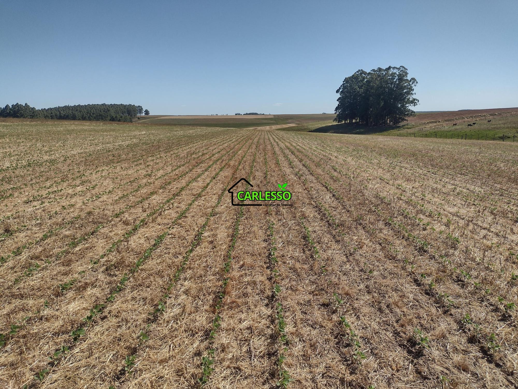 Sítio, 18 hectares - Foto 15