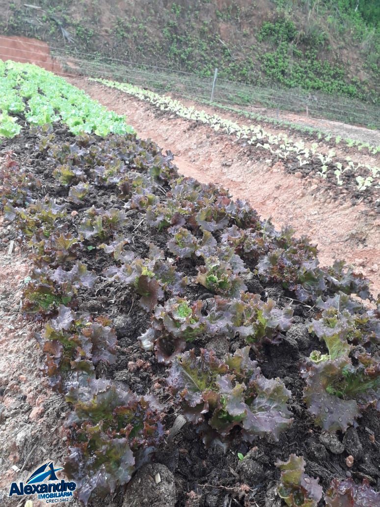 Fazenda à venda com 3 quartos, 15000m² - Foto 18