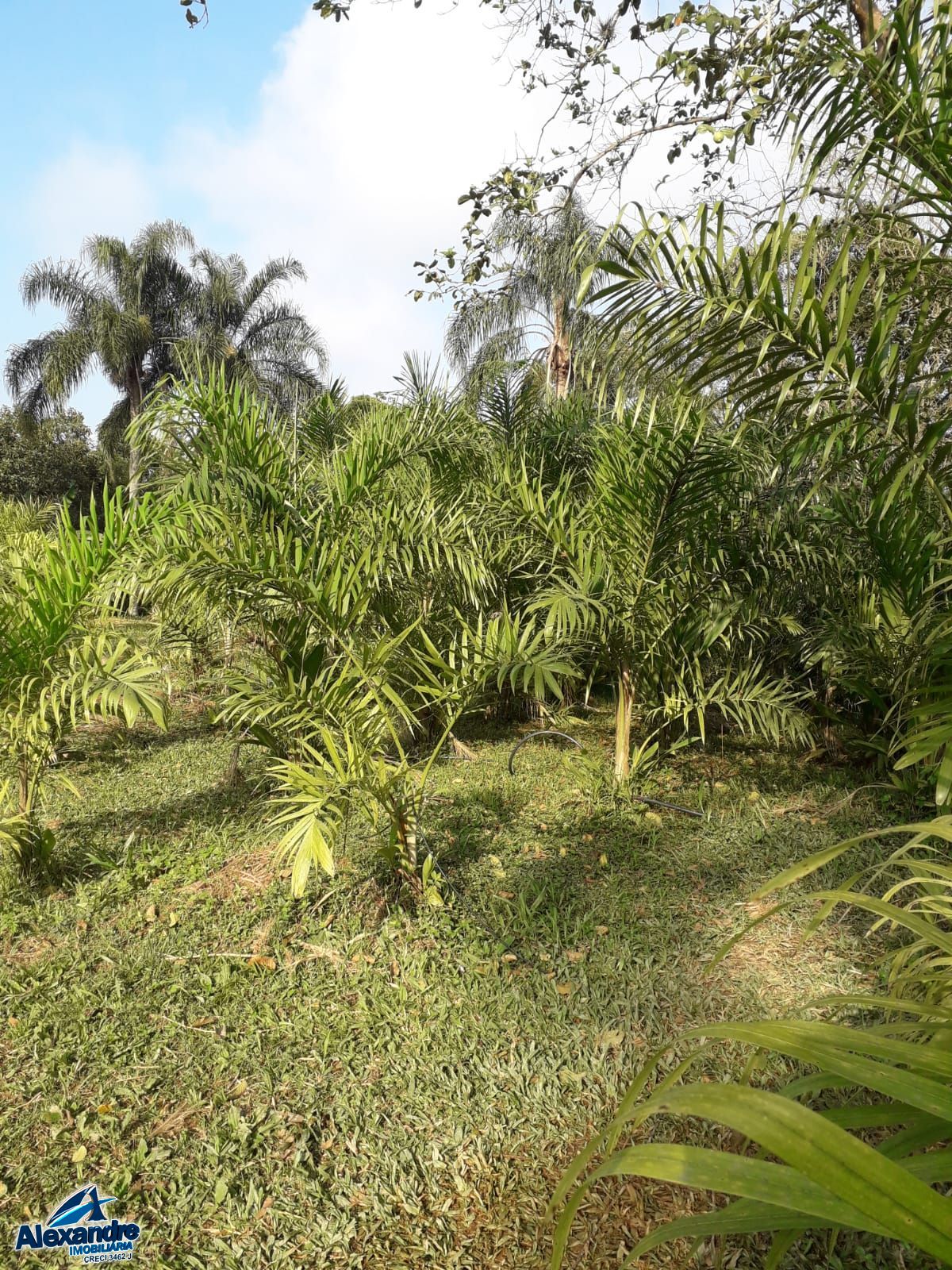 Fazenda à venda com 3 quartos, 15000m² - Foto 17