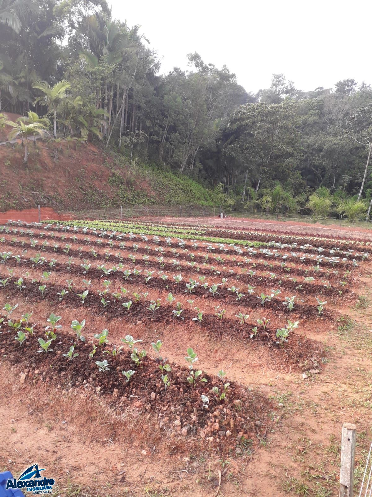 Fazenda à venda com 3 quartos, 15000m² - Foto 21