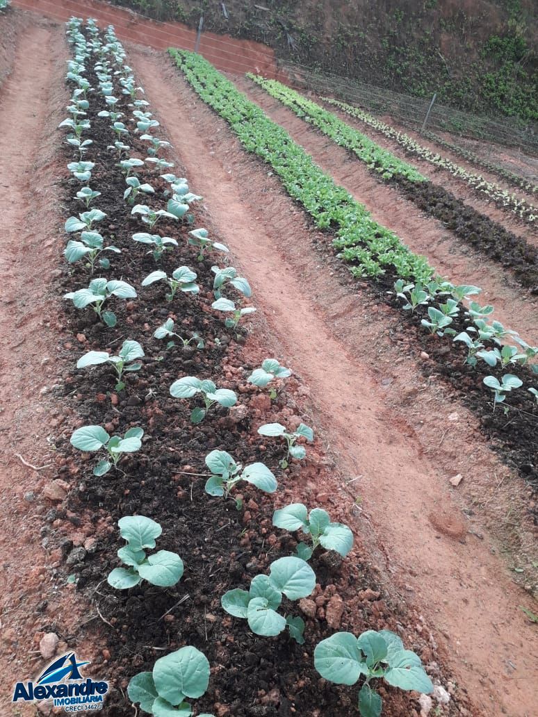 Fazenda à venda com 3 quartos, 15000m² - Foto 20