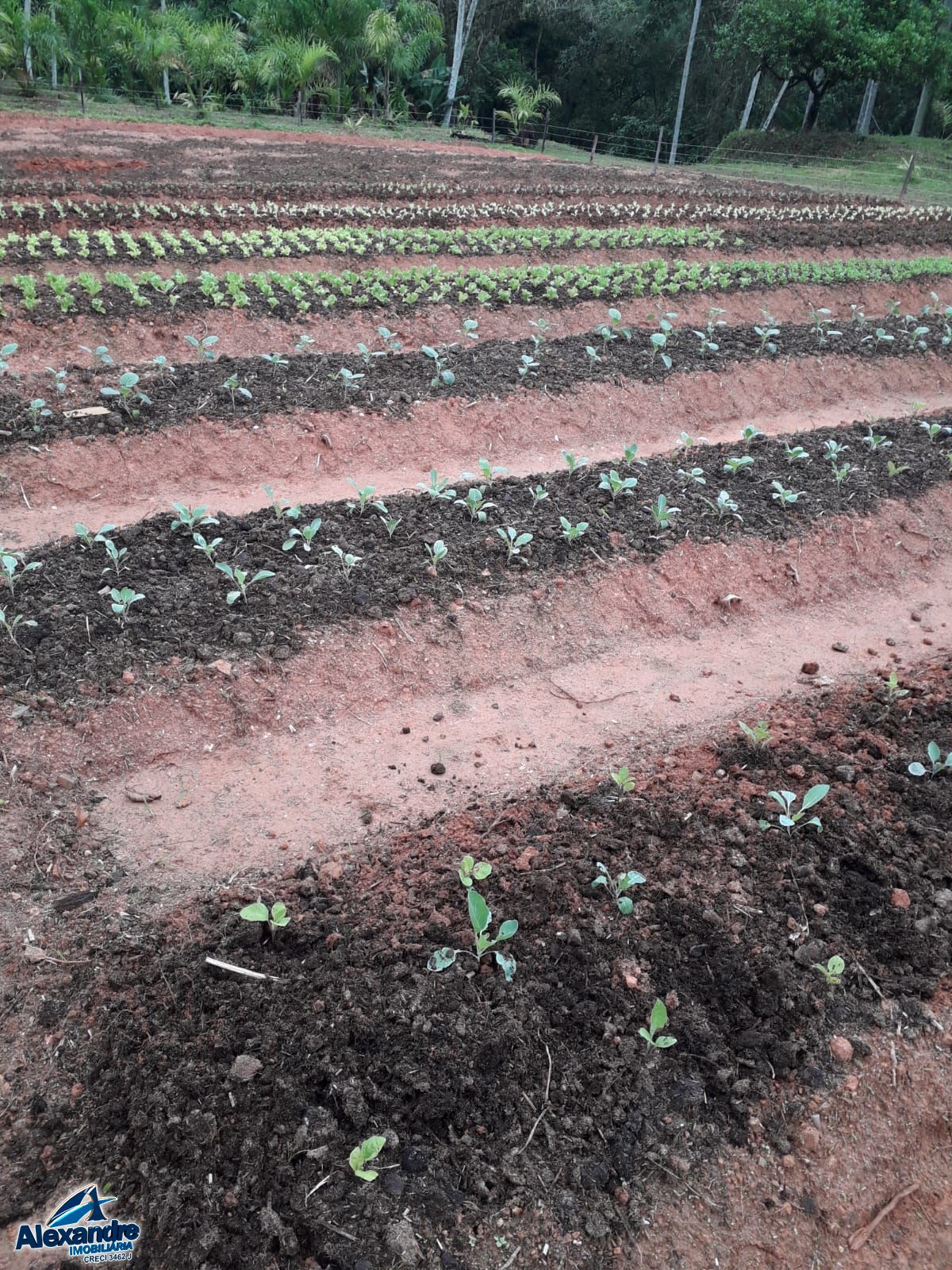 Fazenda à venda com 3 quartos, 15000m² - Foto 24