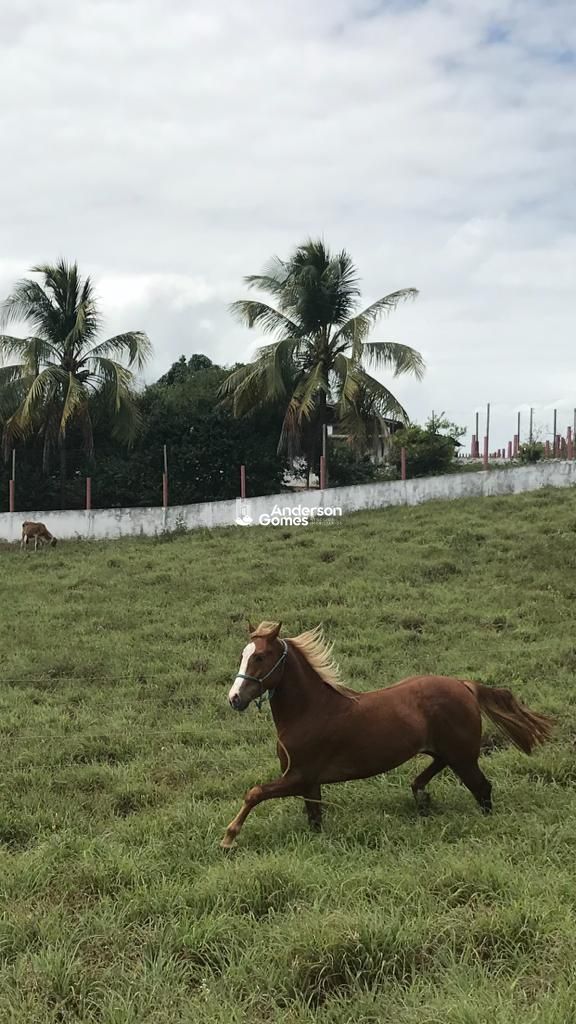 Sítio à venda com 3 quartos, 60000m² - Foto 5