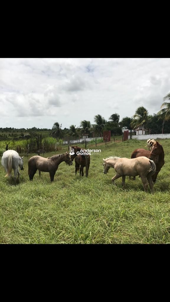 Sítio à venda com 3 quartos, 60000m² - Foto 4