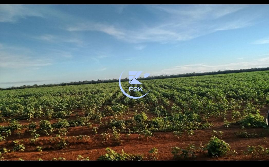 Fazenda, 60000 hectares - Foto 7