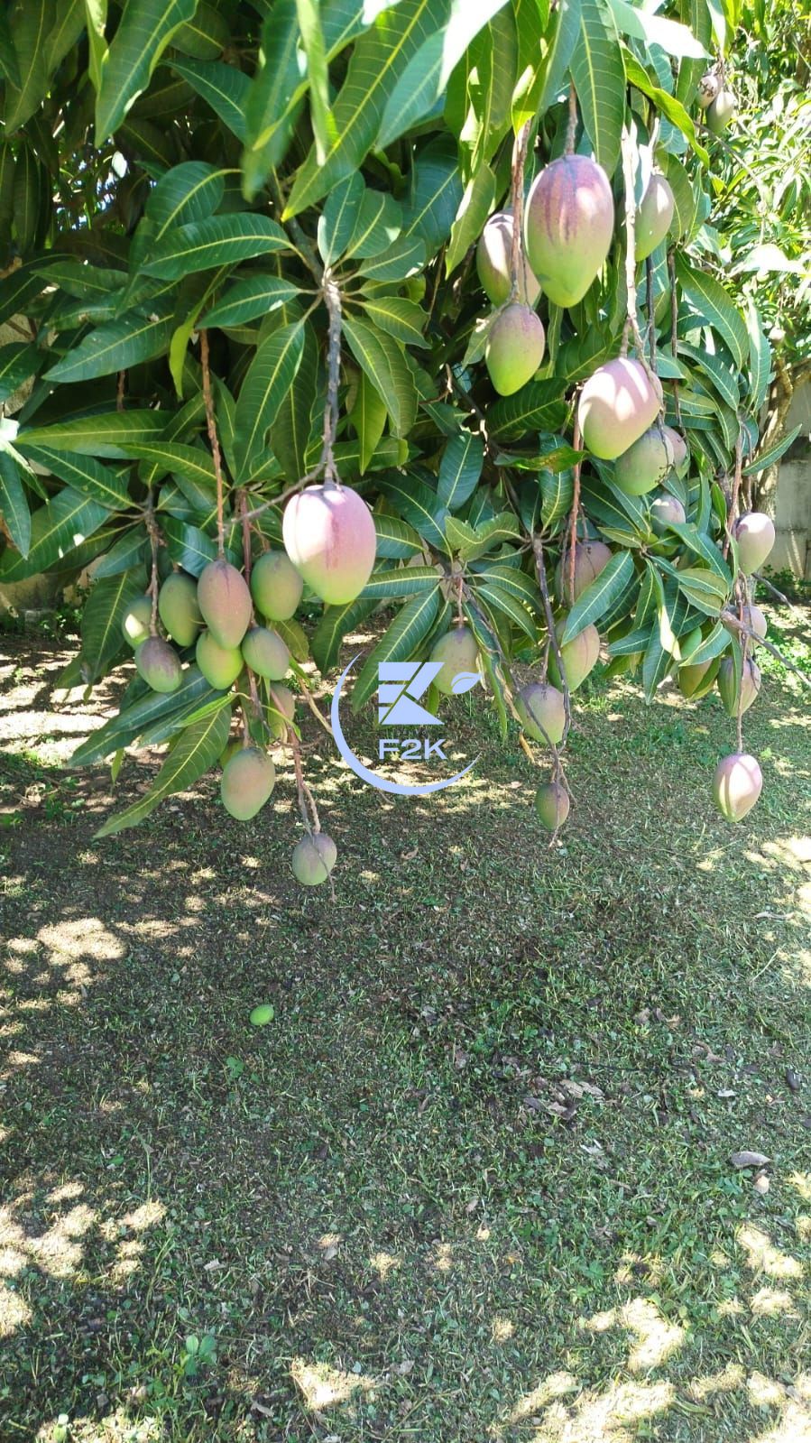 Chácara, 3 quartos, 2000 m² - Foto 36