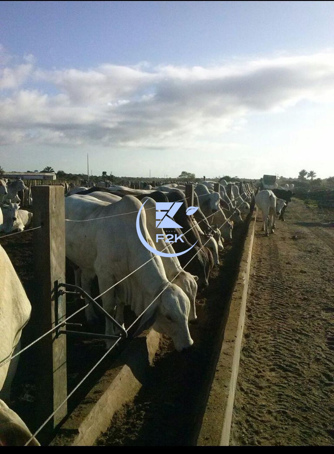 Fazenda, 60000 hectares - Foto 10