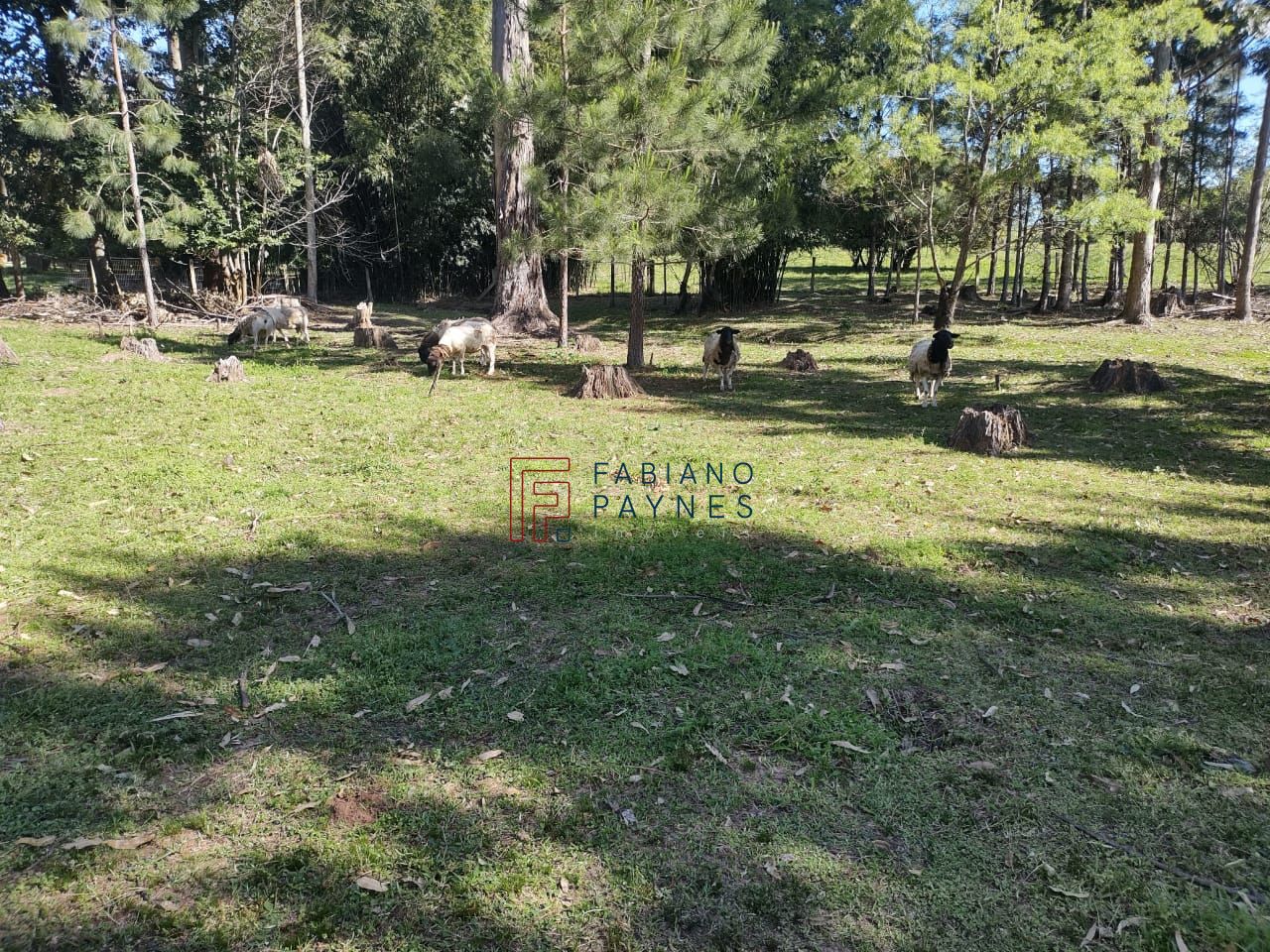 Chácara, 3 quartos, 4 hectares - Foto 20