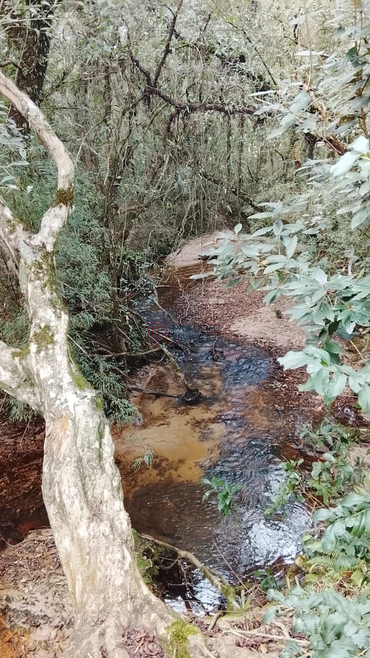 Fazenda, 20 hectares - Foto 6