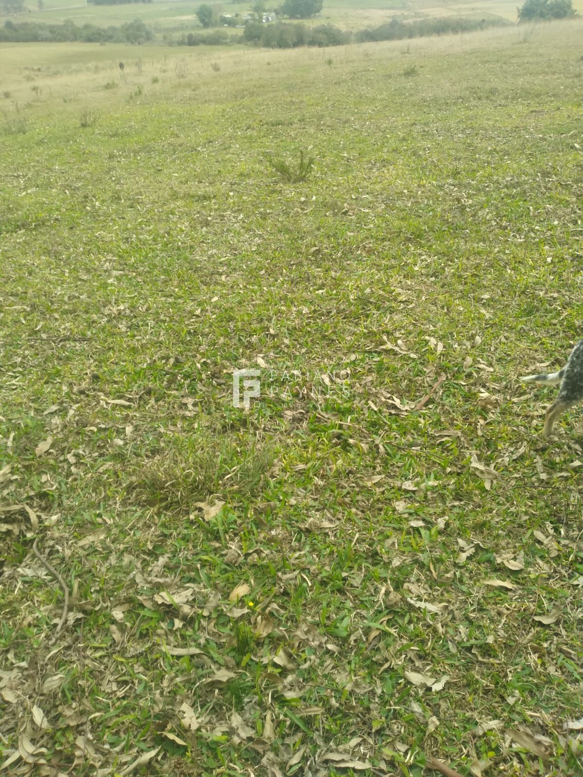 Chácara, 15 hectares - Foto 3
