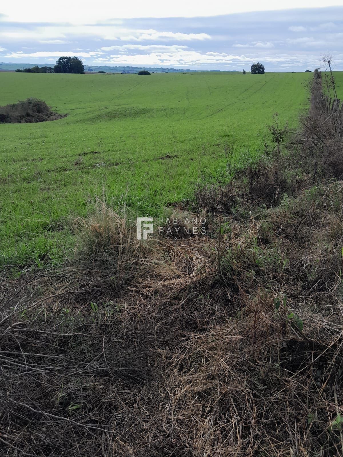 Sítio, 15 hectares - Foto 6