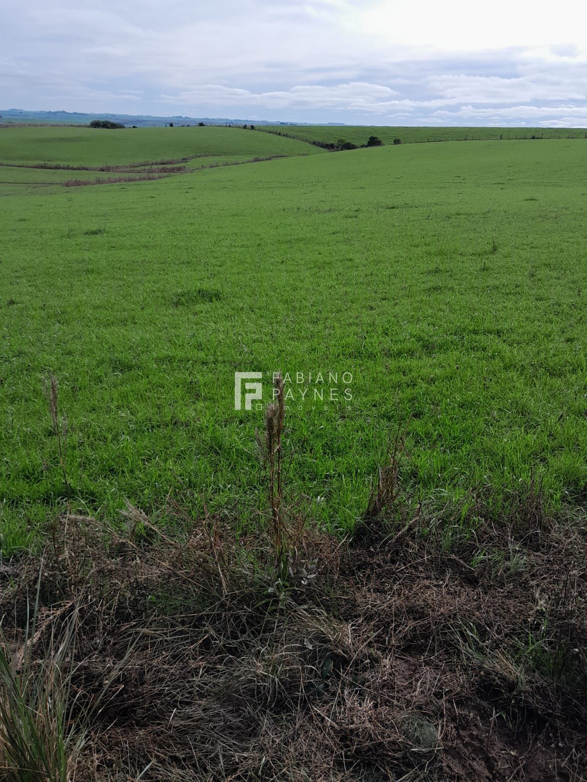 Sítio, 15 hectares - Foto 4