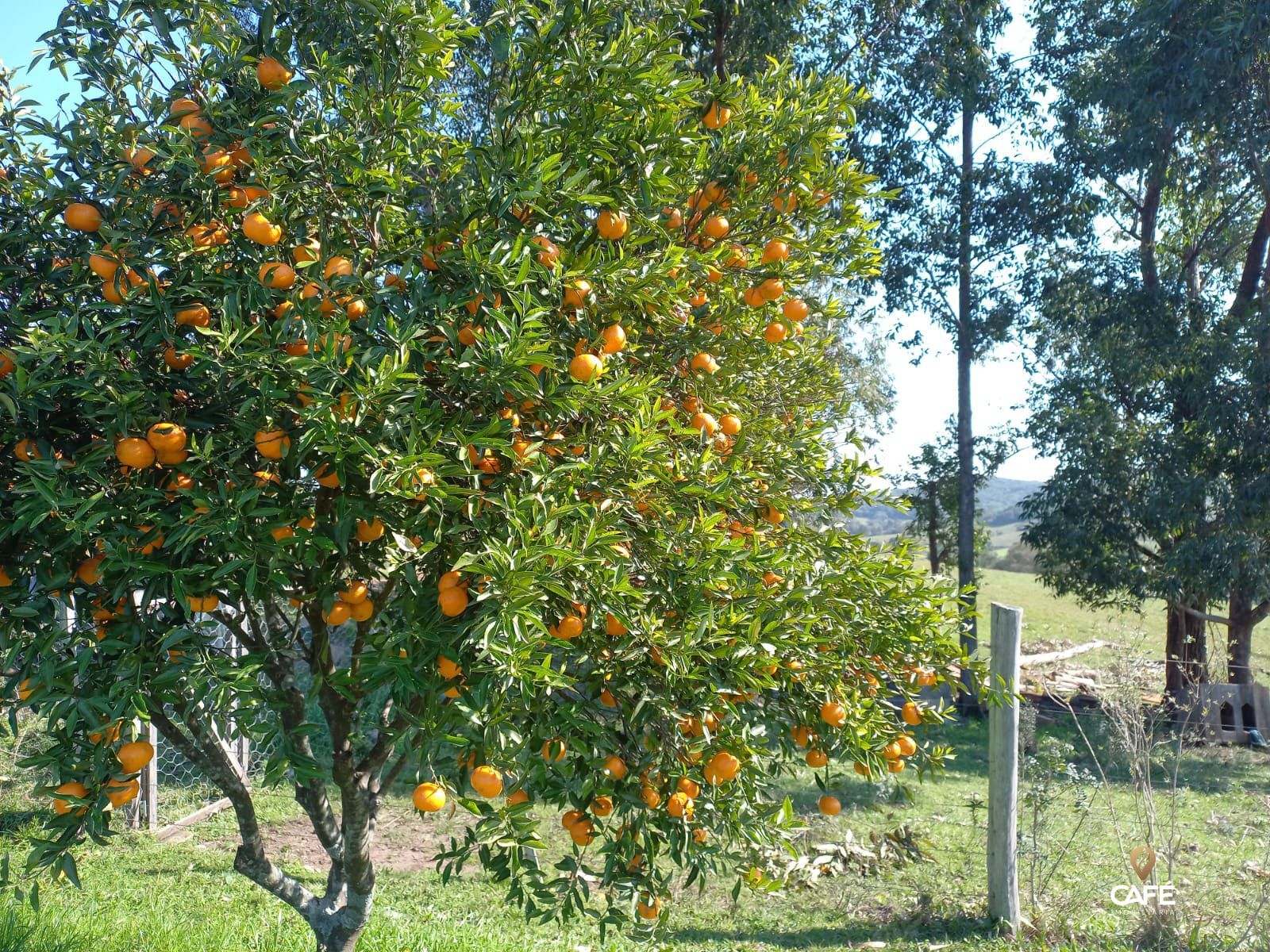 Fazenda à venda com 2 quartos, 78m² - Foto 12