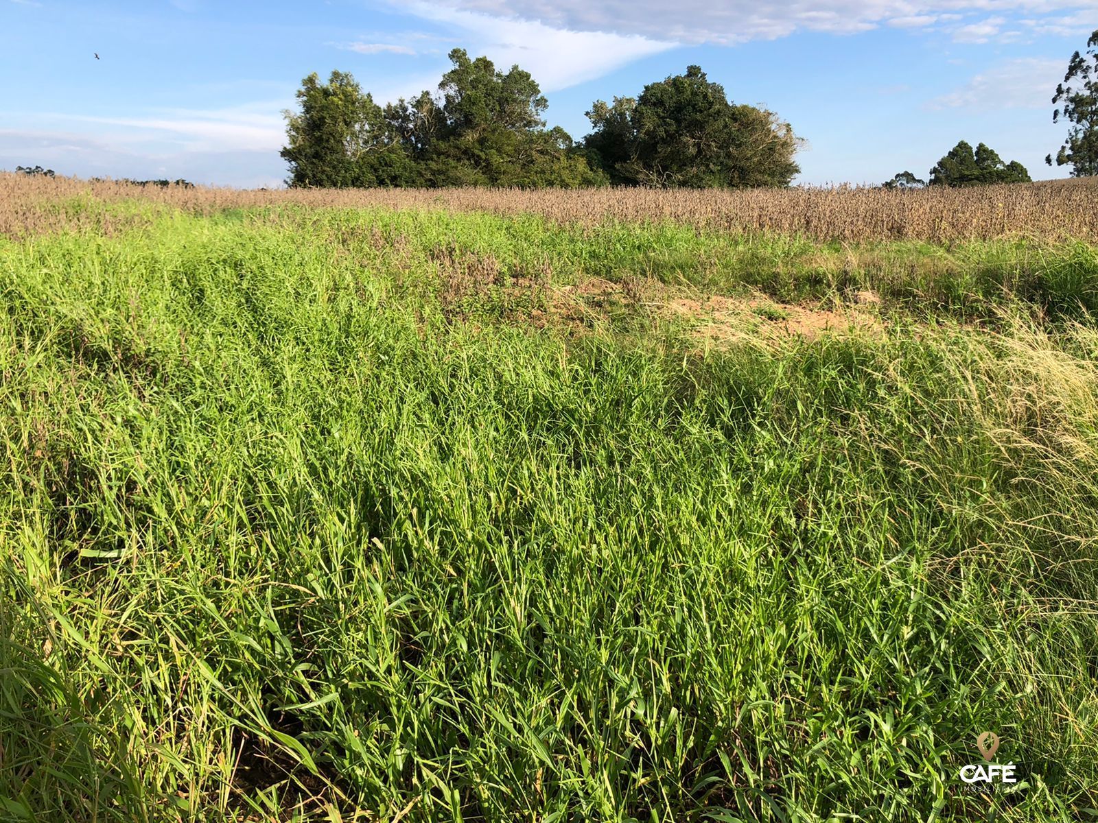 Loteamento e Condomínio, 1900000 hectares - Foto 3