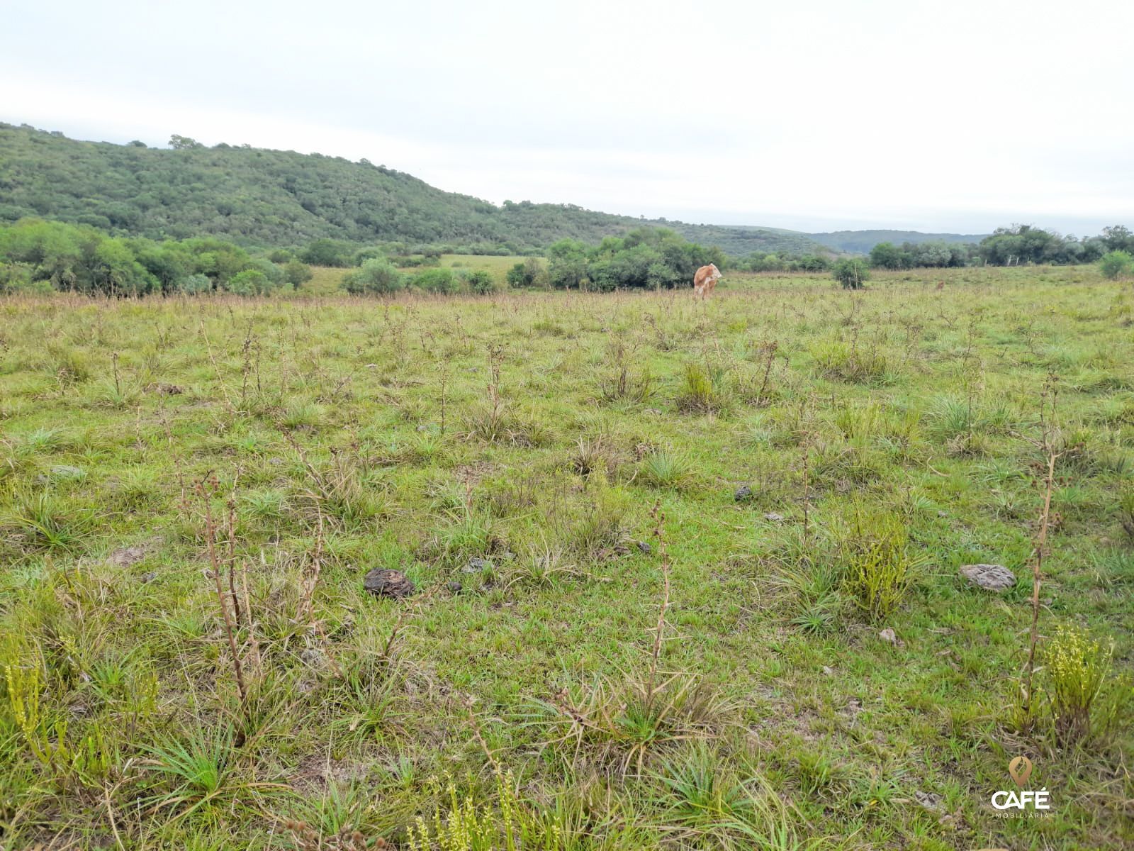 Fazenda à venda com 2 quartos, 100m² - Foto 10