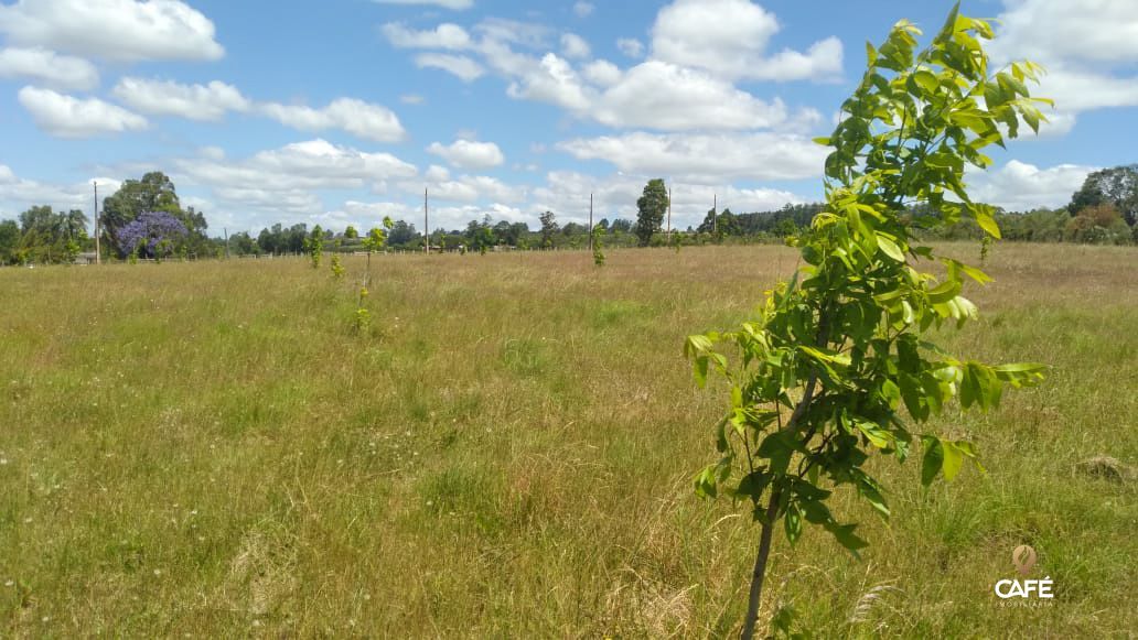 Fazenda à venda com 3 quartos, 180m² - Foto 2