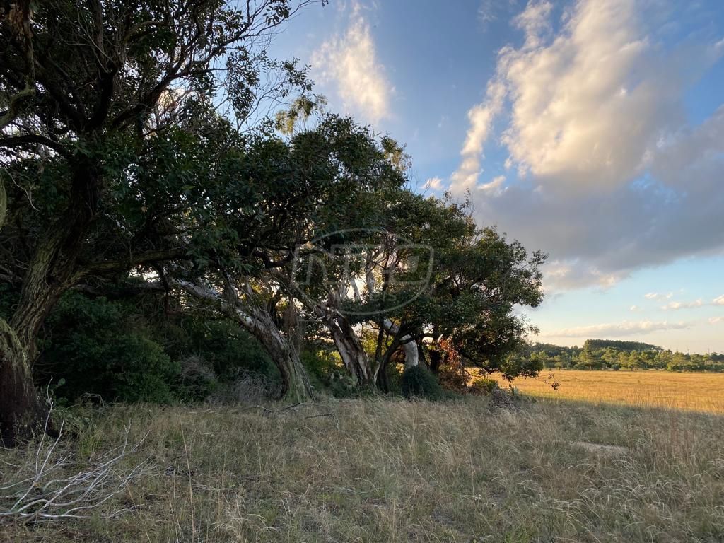 240 hectares em Palmares do Sul-RS