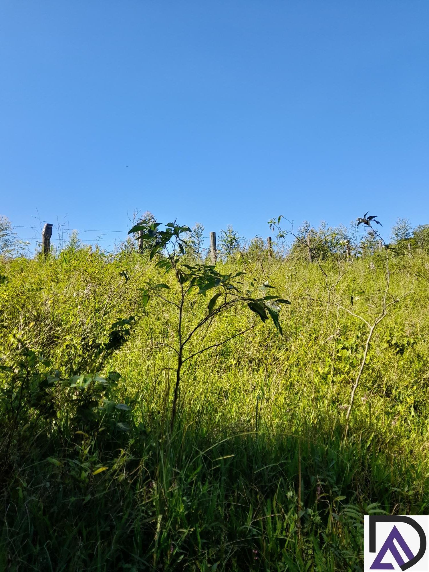 Fazenda à venda com 3 quartos, 100m² - Foto 11