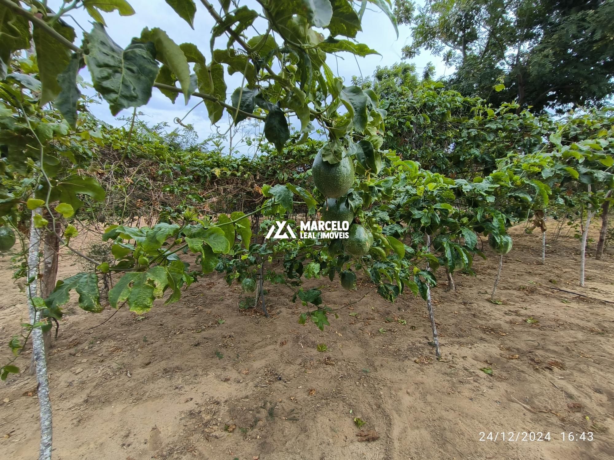 Fazenda à venda com 3 quartos, 160m² - Foto 67