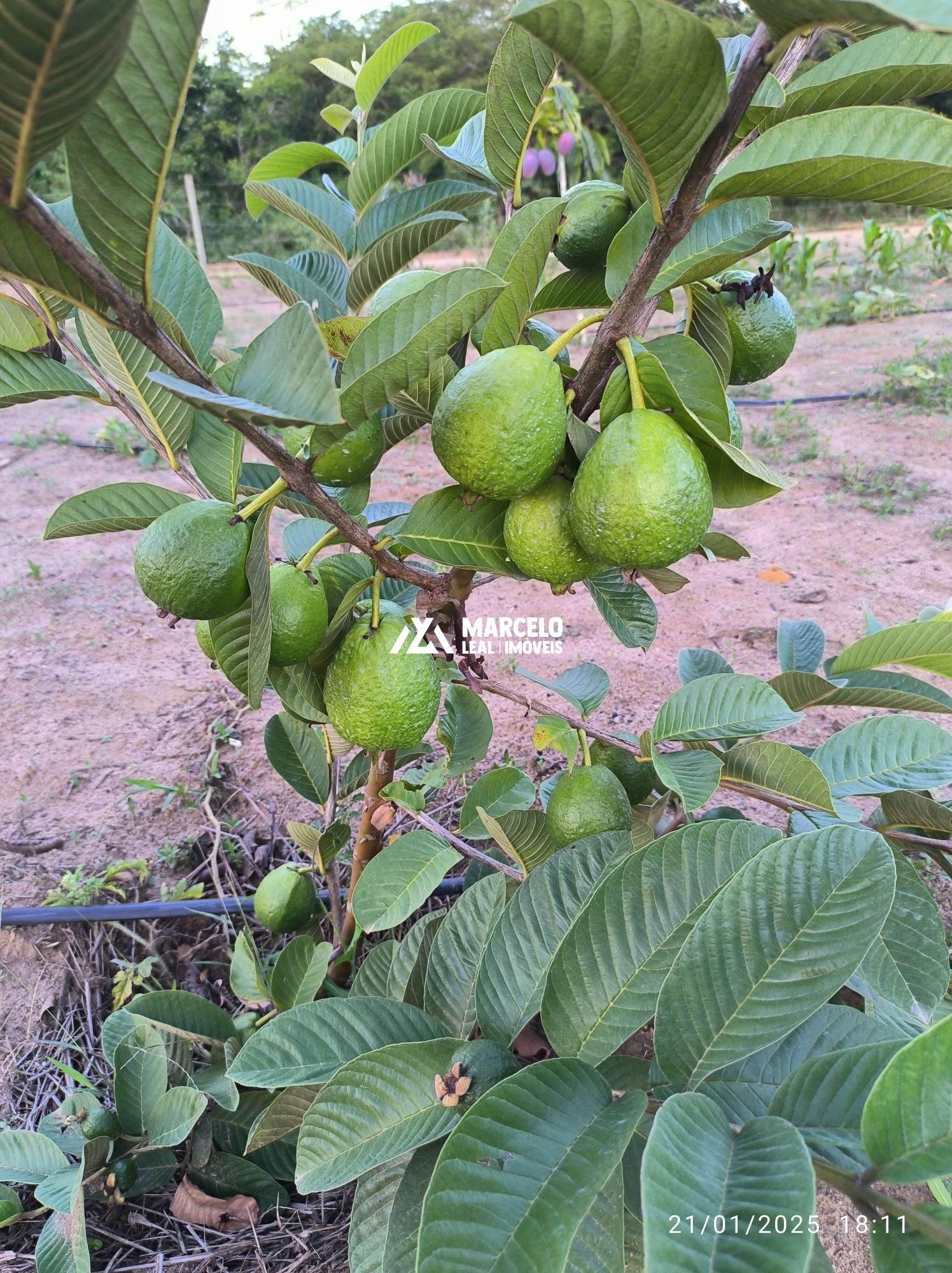 Fazenda à venda com 3 quartos, 160m² - Foto 88