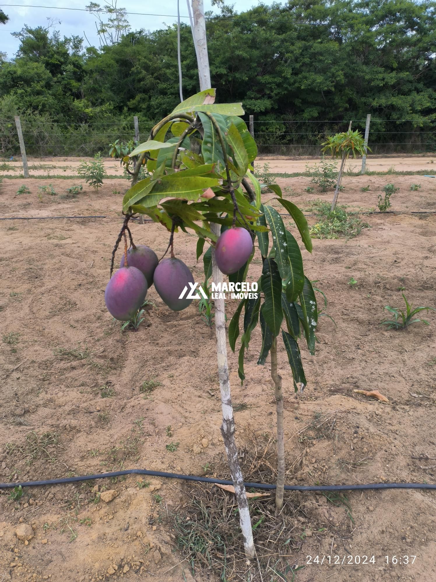 Fazenda à venda com 3 quartos, 160m² - Foto 69