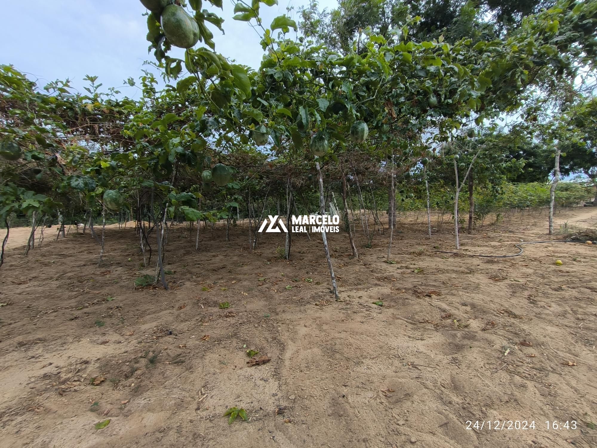 Fazenda à venda com 3 quartos, 160m² - Foto 68