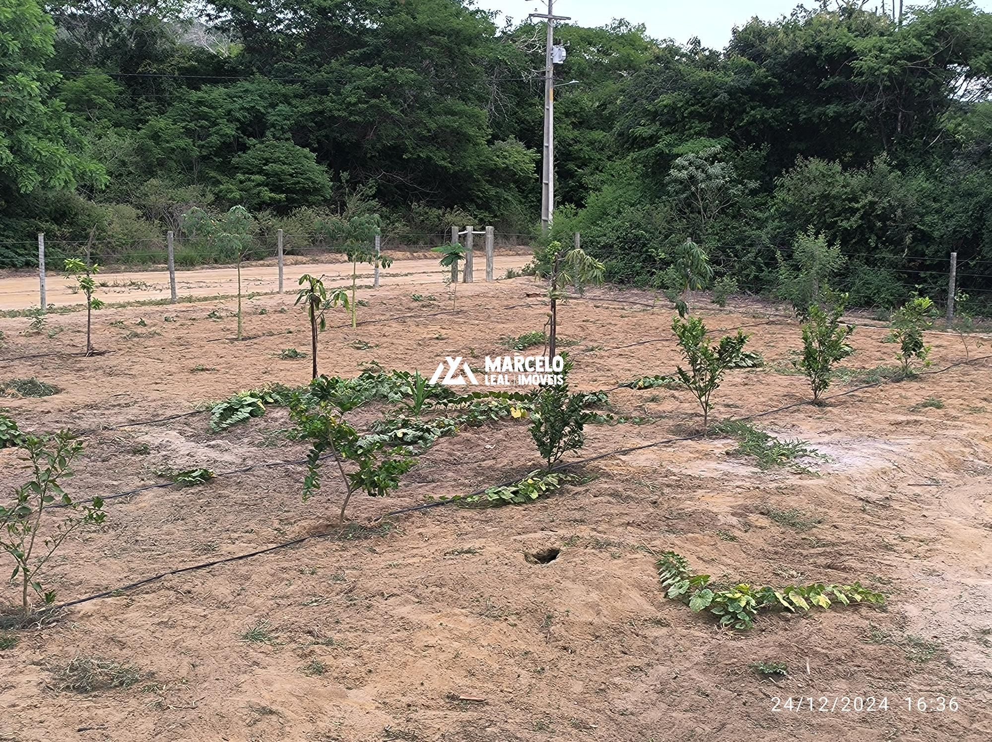 Fazenda à venda com 3 quartos, 160m² - Foto 77