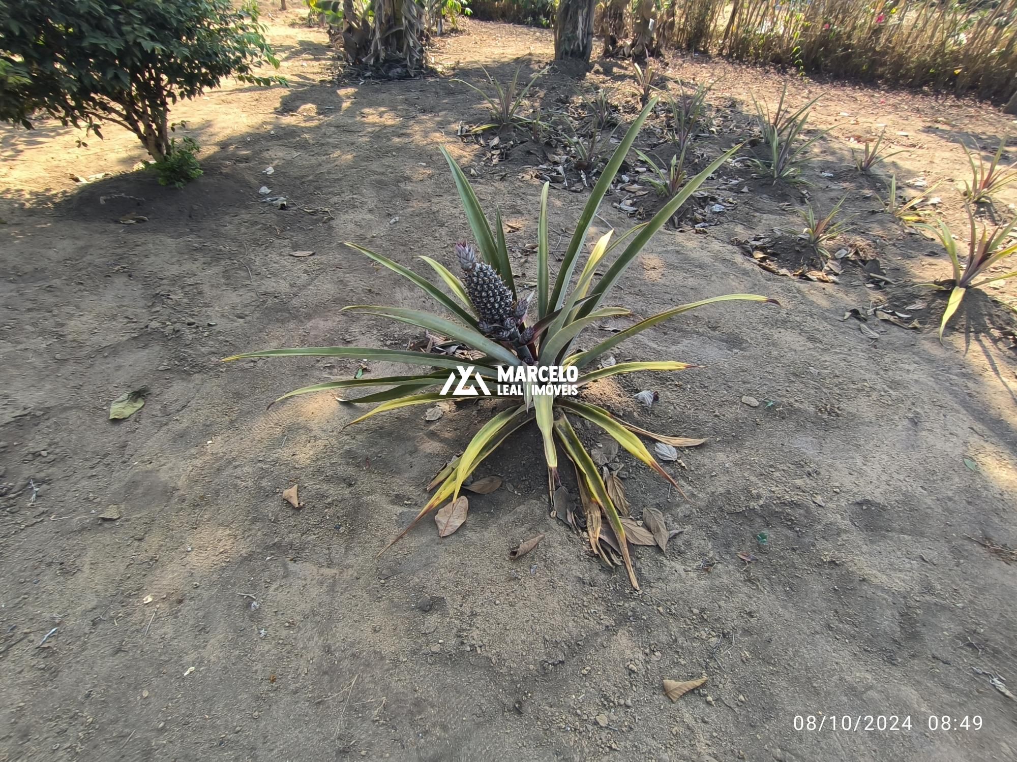 Fazenda à venda com 1 quarto, 60m² - Foto 10