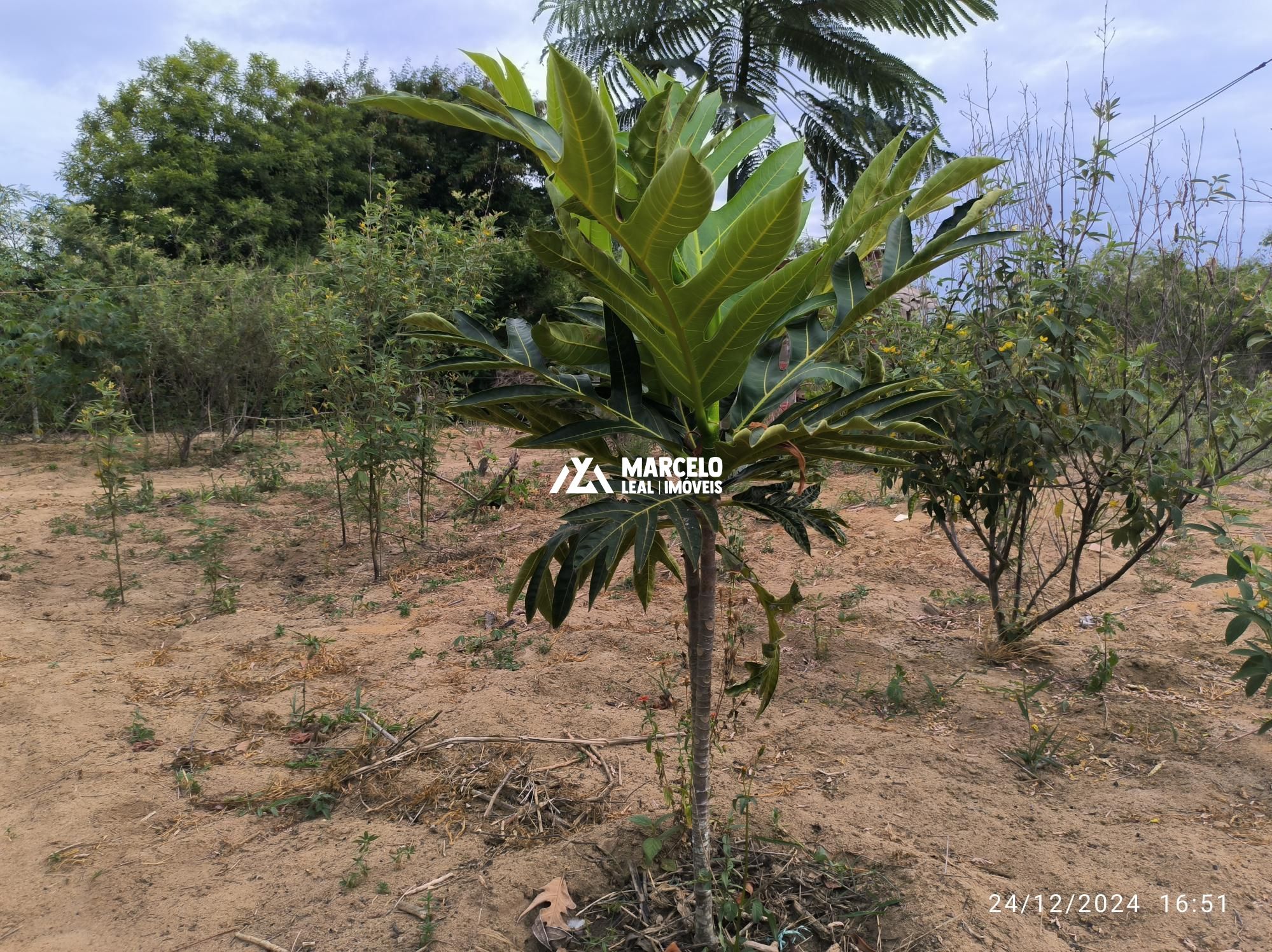 Fazenda à venda com 3 quartos, 160m² - Foto 56