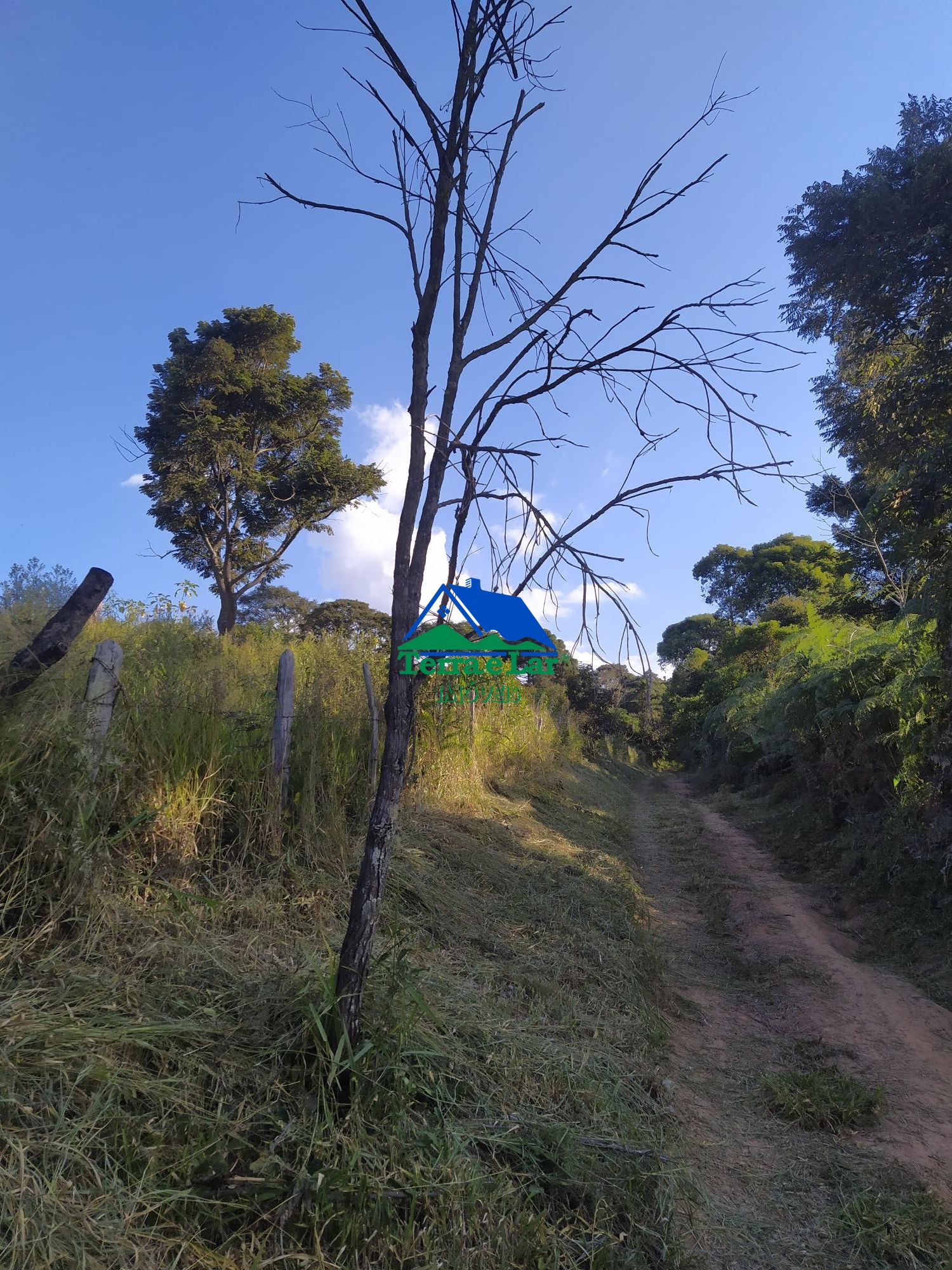 img145868161