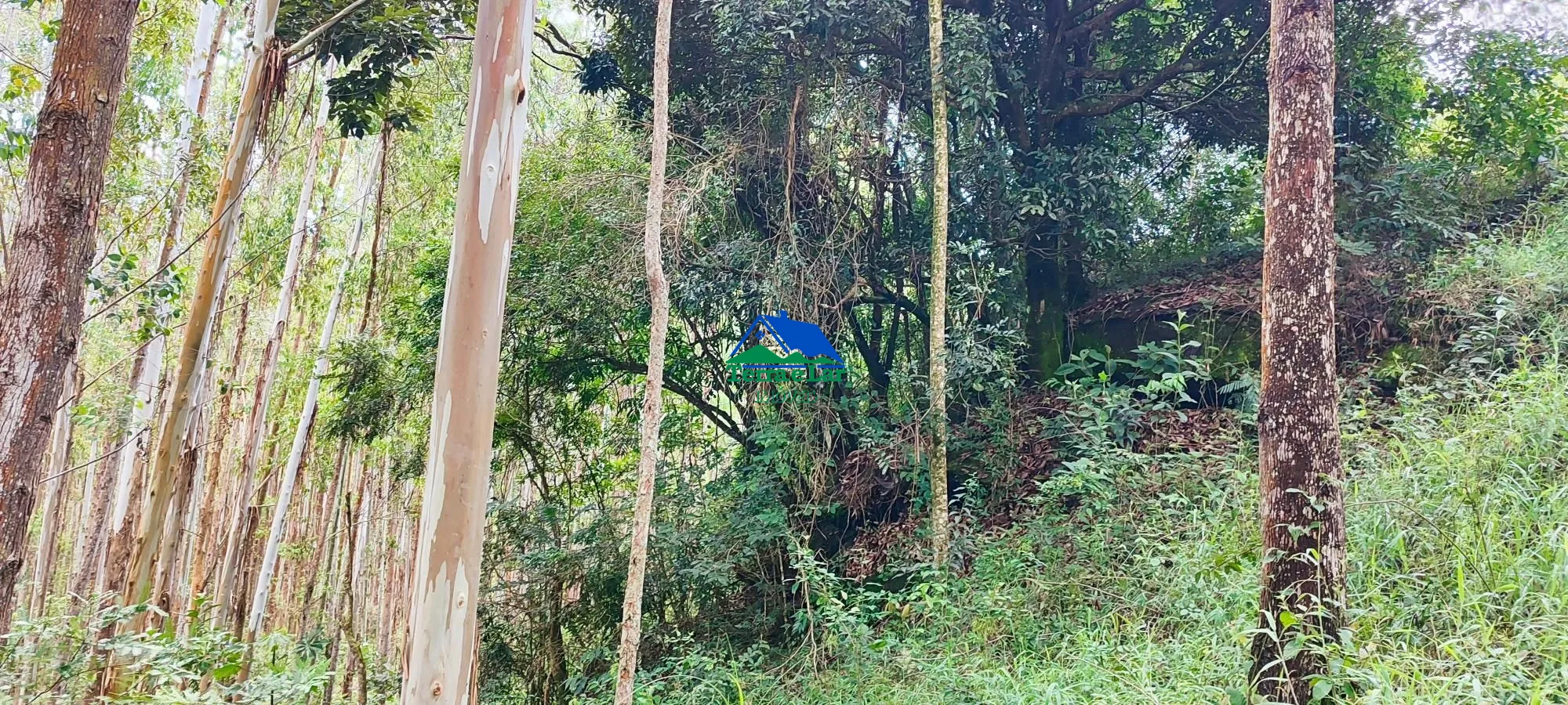Chácara, 3 hectares - Foto 15