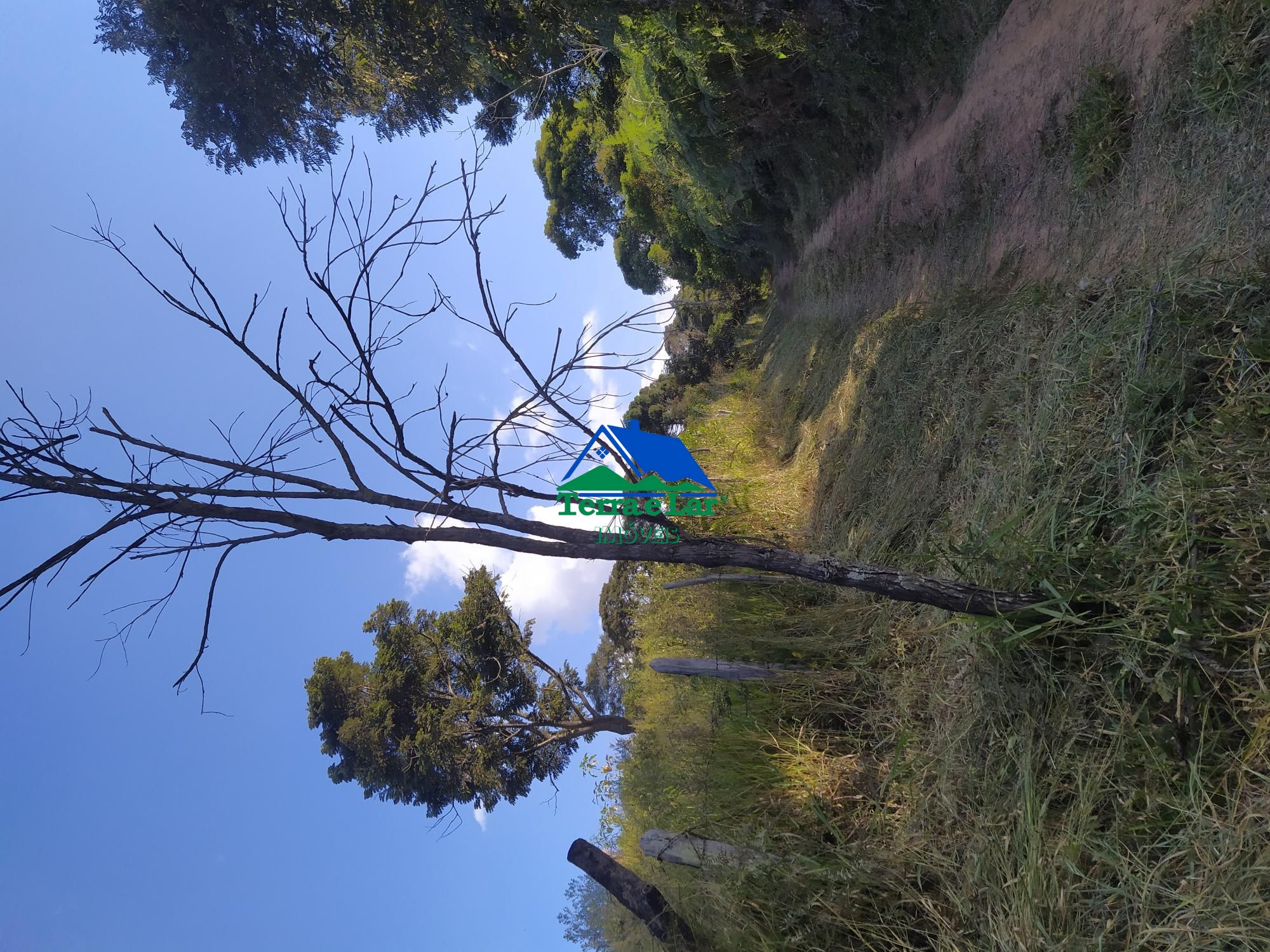 img145868161