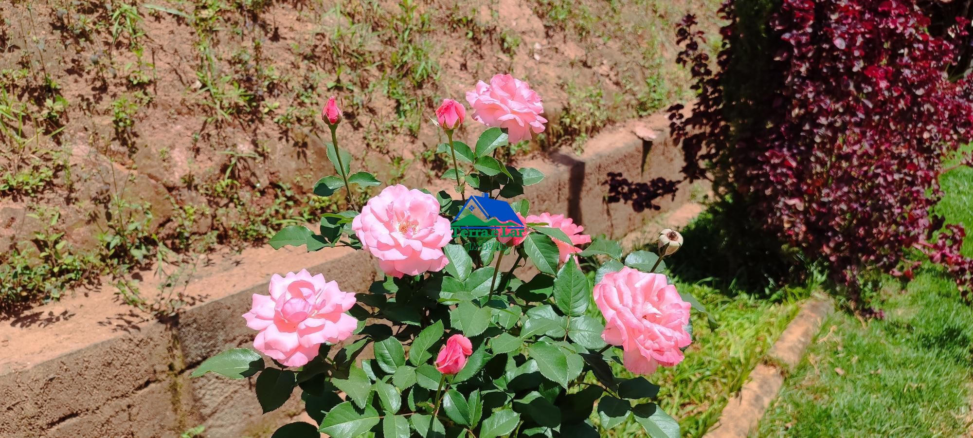 img120403669