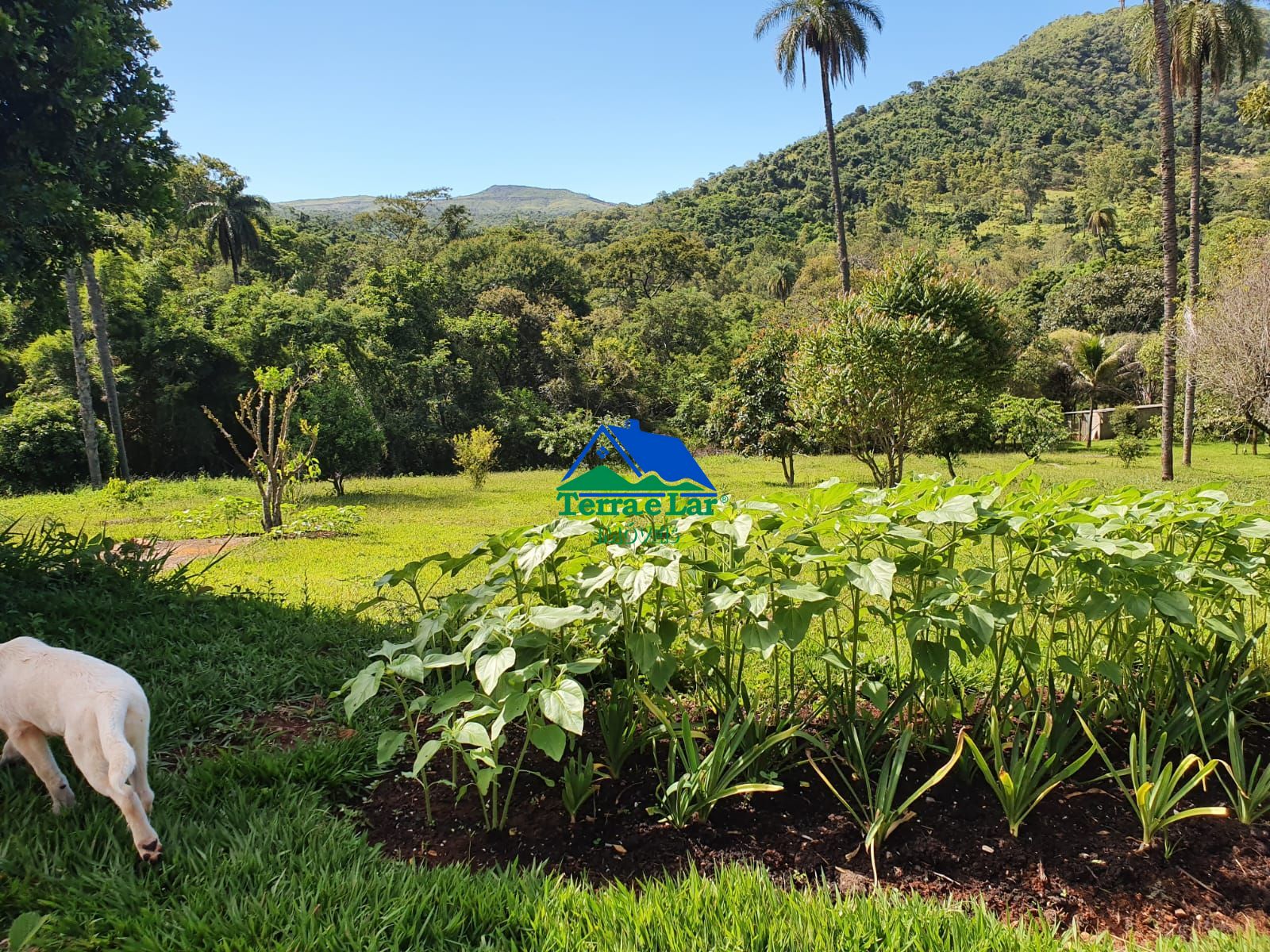 Fazenda à venda, 800m² - Foto 4