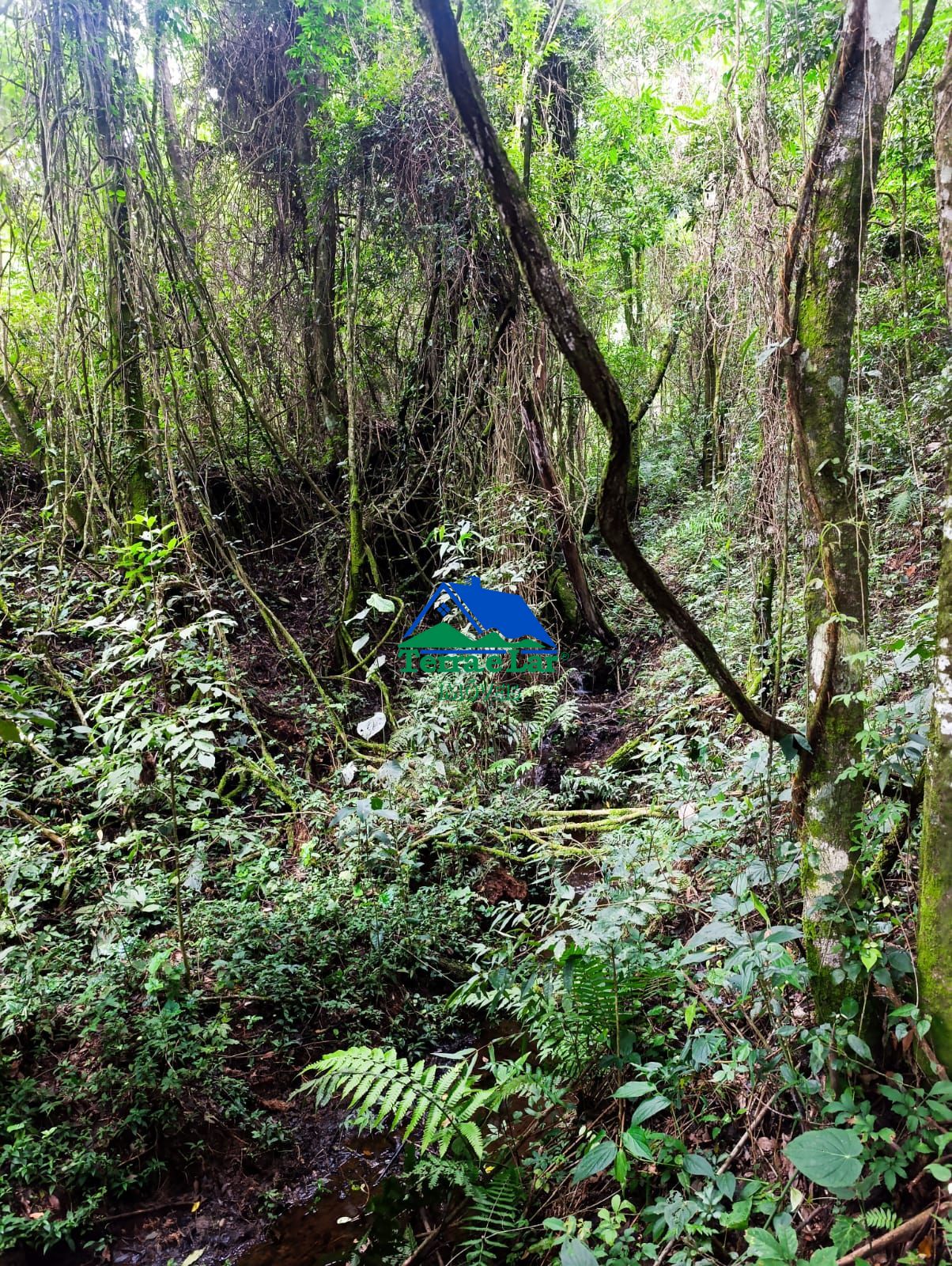 Chácara, 3 hectares - Foto 4