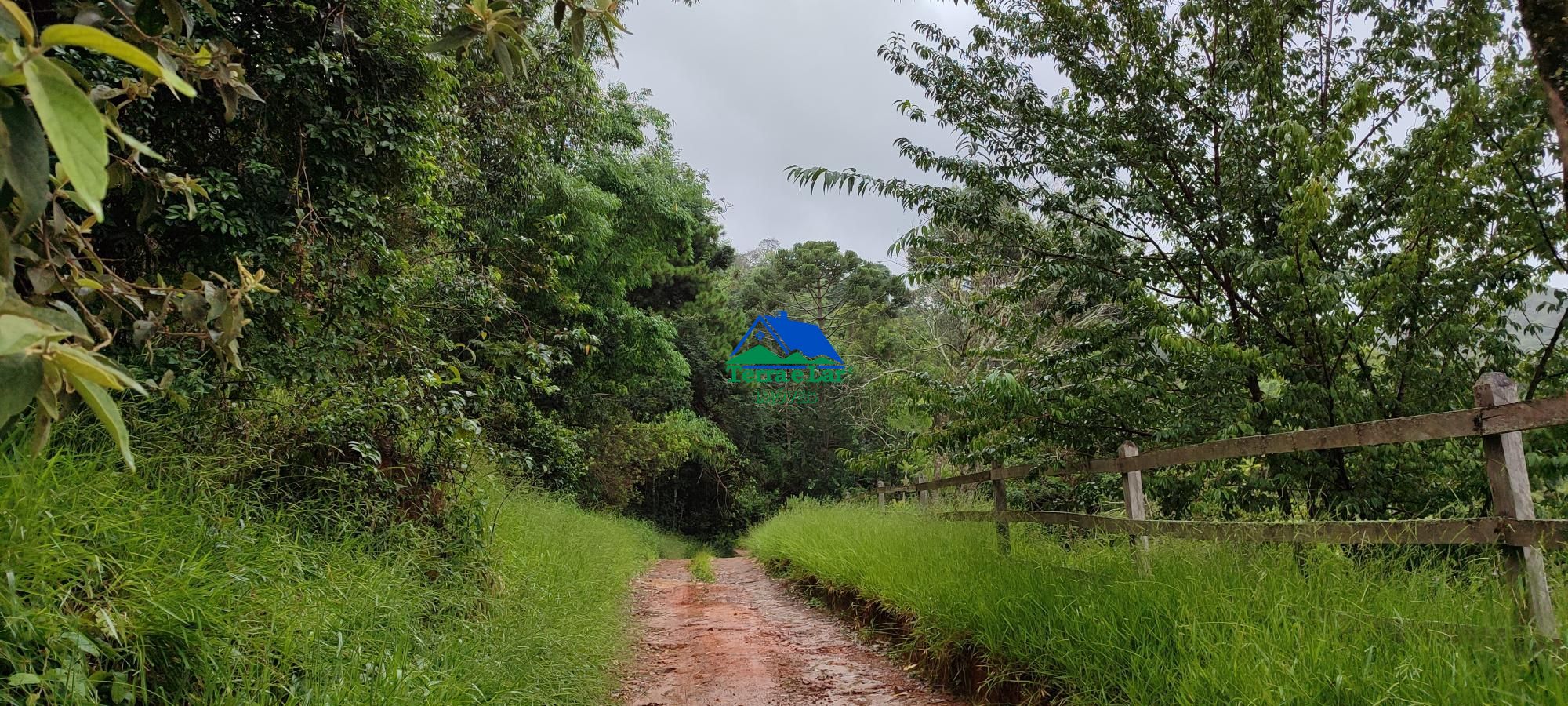 Chácara, 5 hectares - Foto 4