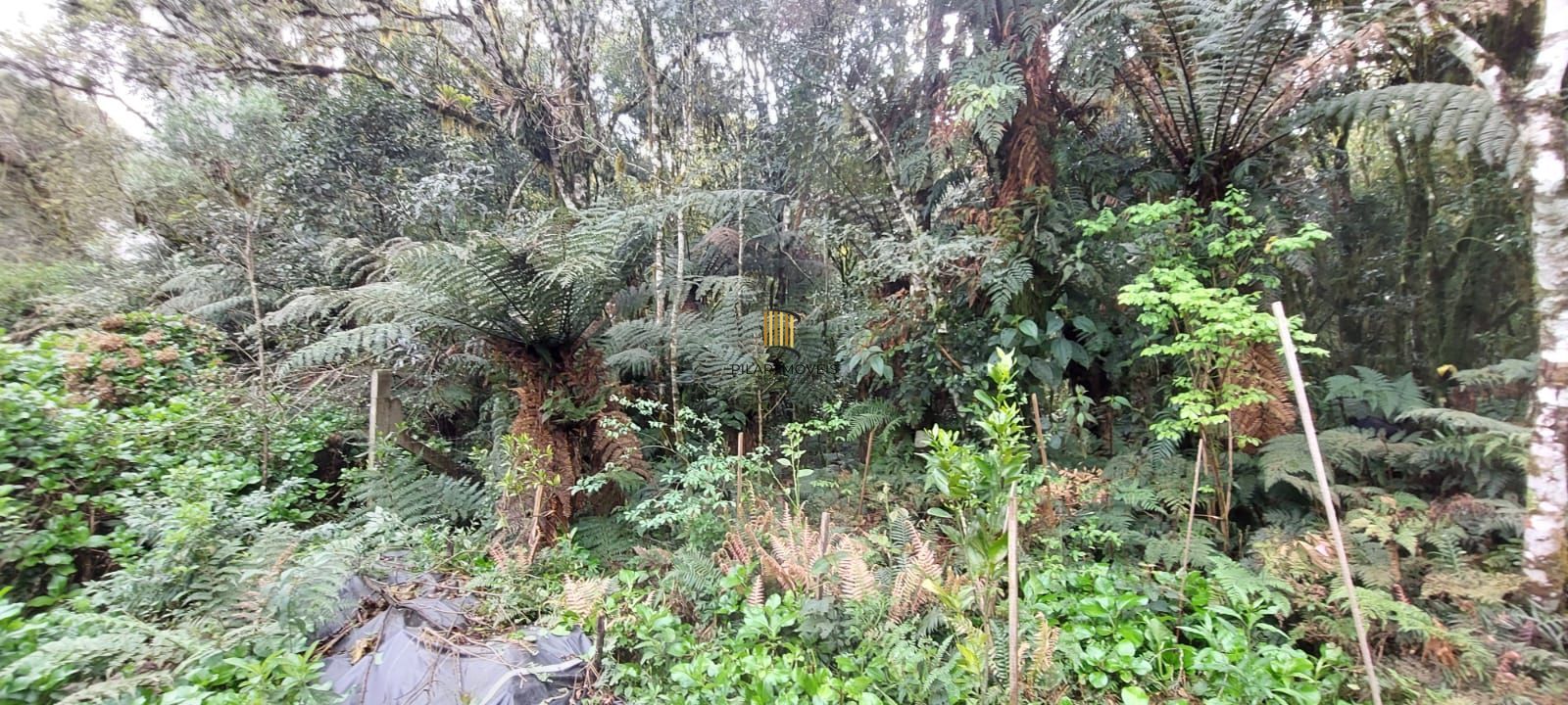 Lote Alto Padrão em São Francisco de Paula – 600m² com Vista para as Montanhas