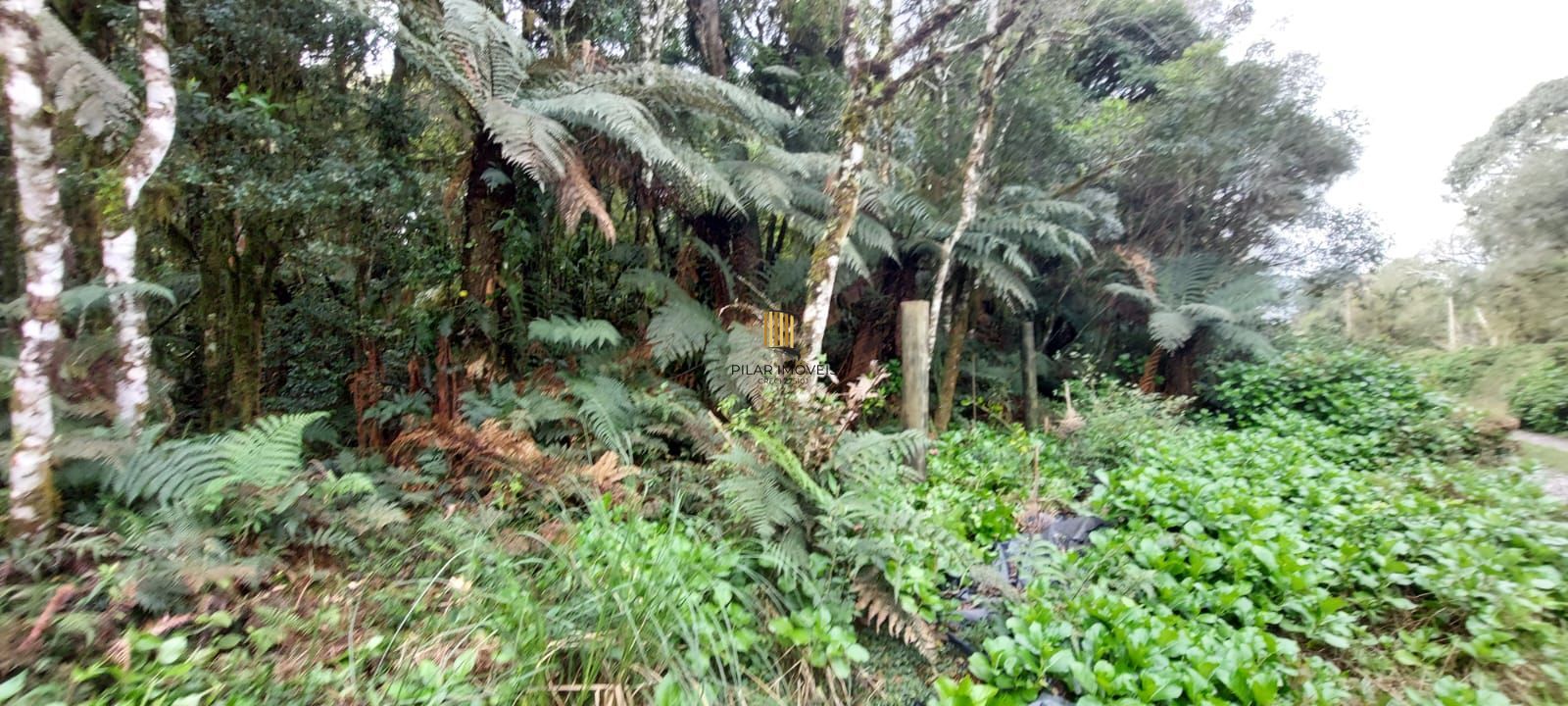 Lote Alto Padrão em São Francisco de Paula – 600m² com Vista para as Montanhas