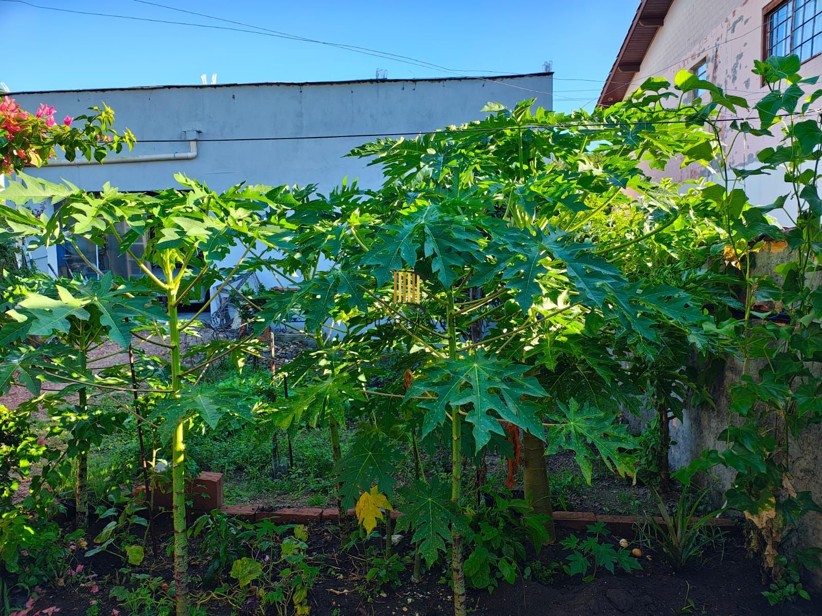 Casa para Venda - 182m², 2 dormitórios, sendo 1 suites, 3 vagas - Lami