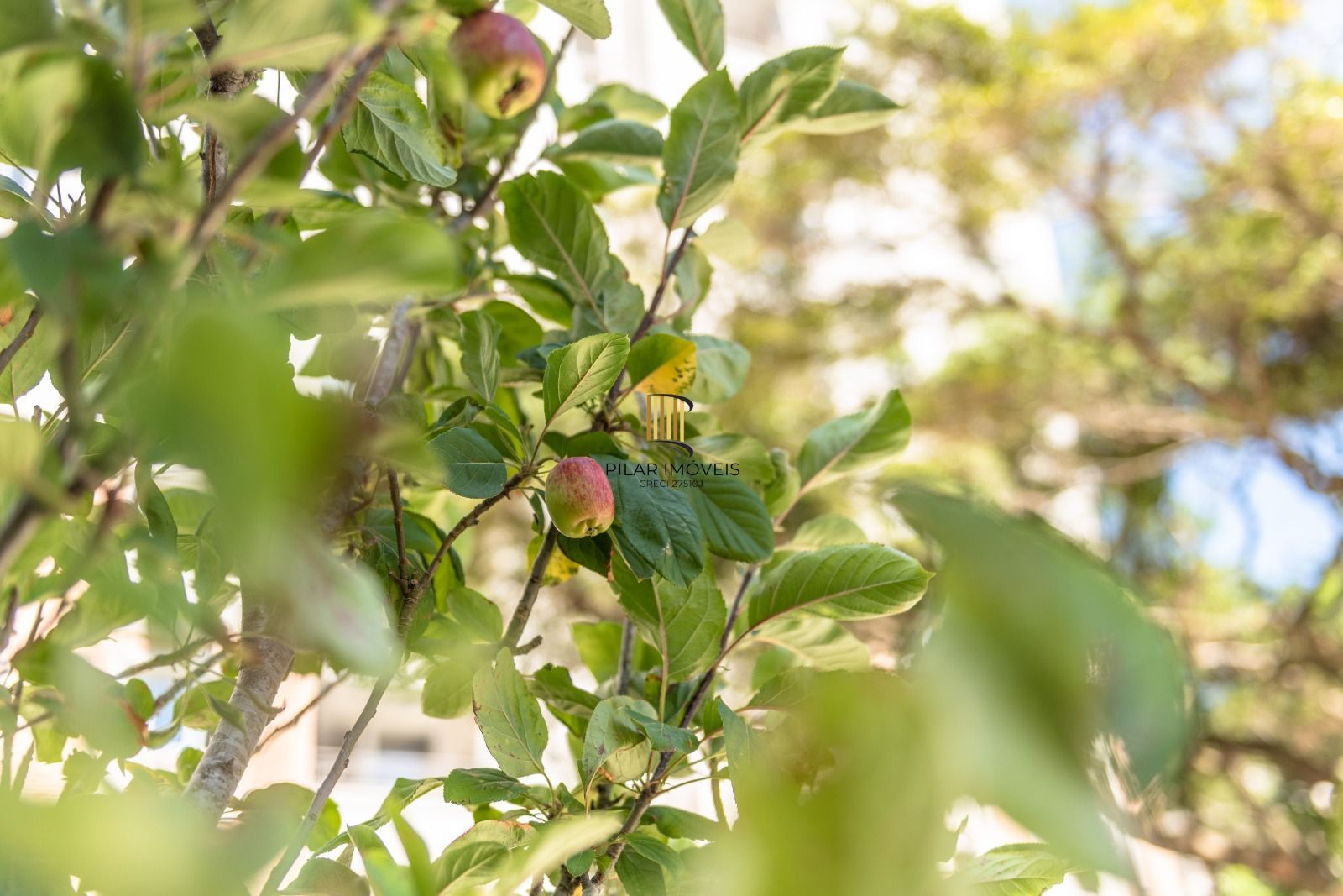 Apartamento / Jardins Novo Higienópolis
