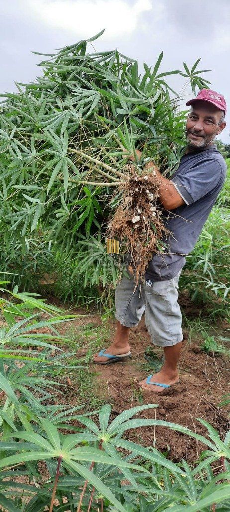Sítio 3 Dormitório(s) Bairro Lami