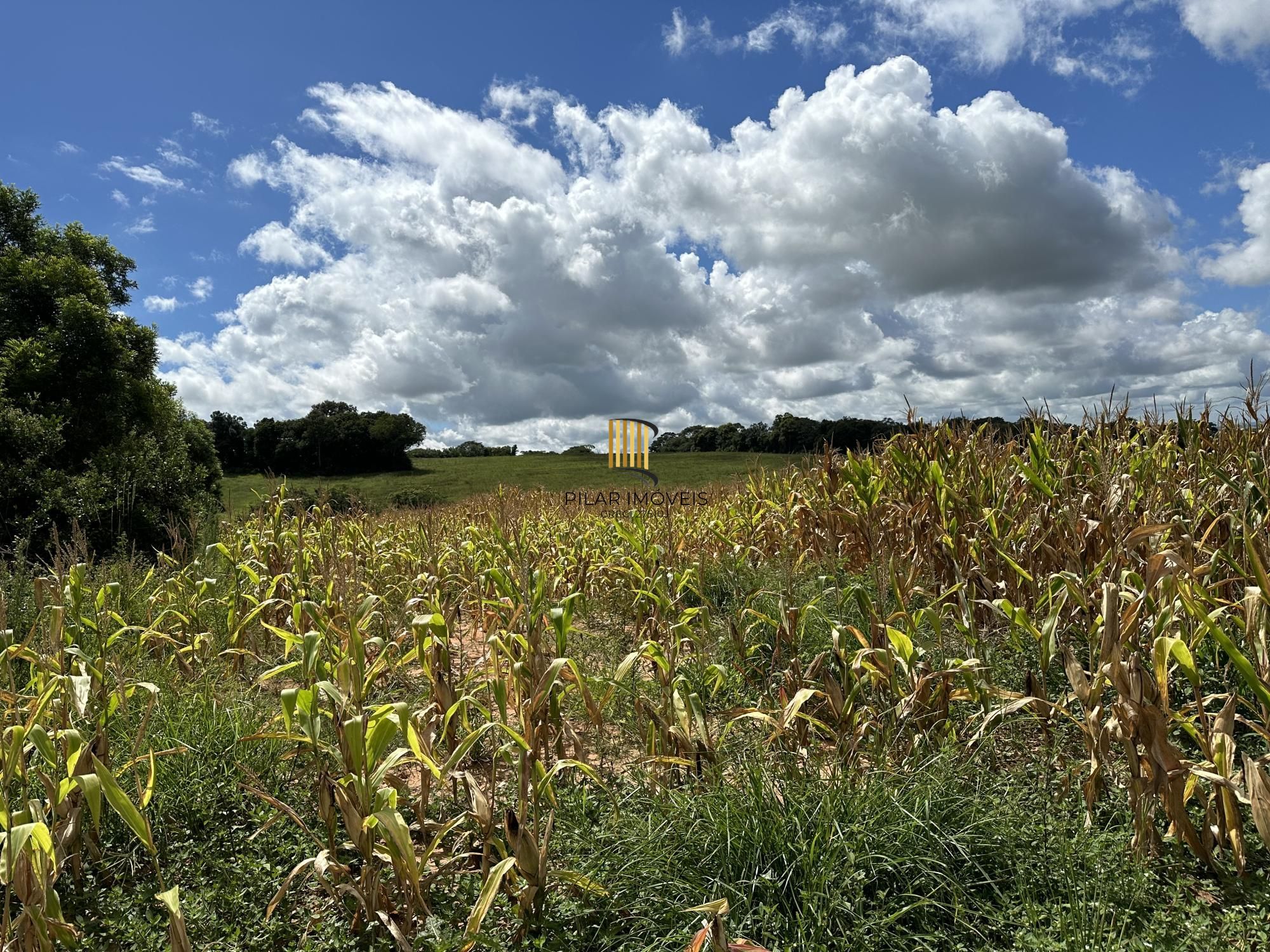 Fazenda à venda no Vale Verde - RS - 433 hectares. Ideal para Arroz e Soja.