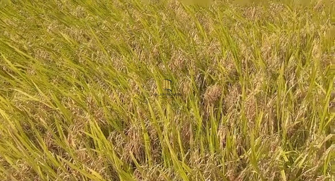 Fazenda à venda no Vale Verde - RS - 433 hectares. Ideal para Arroz e Soja.