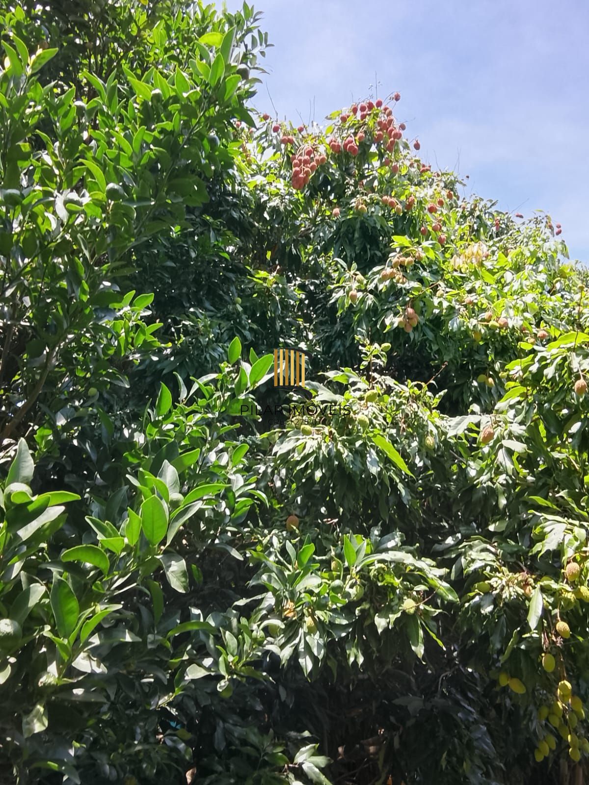 Excelente terreno gramado com árvores frutíferas e edícula nos fundos.