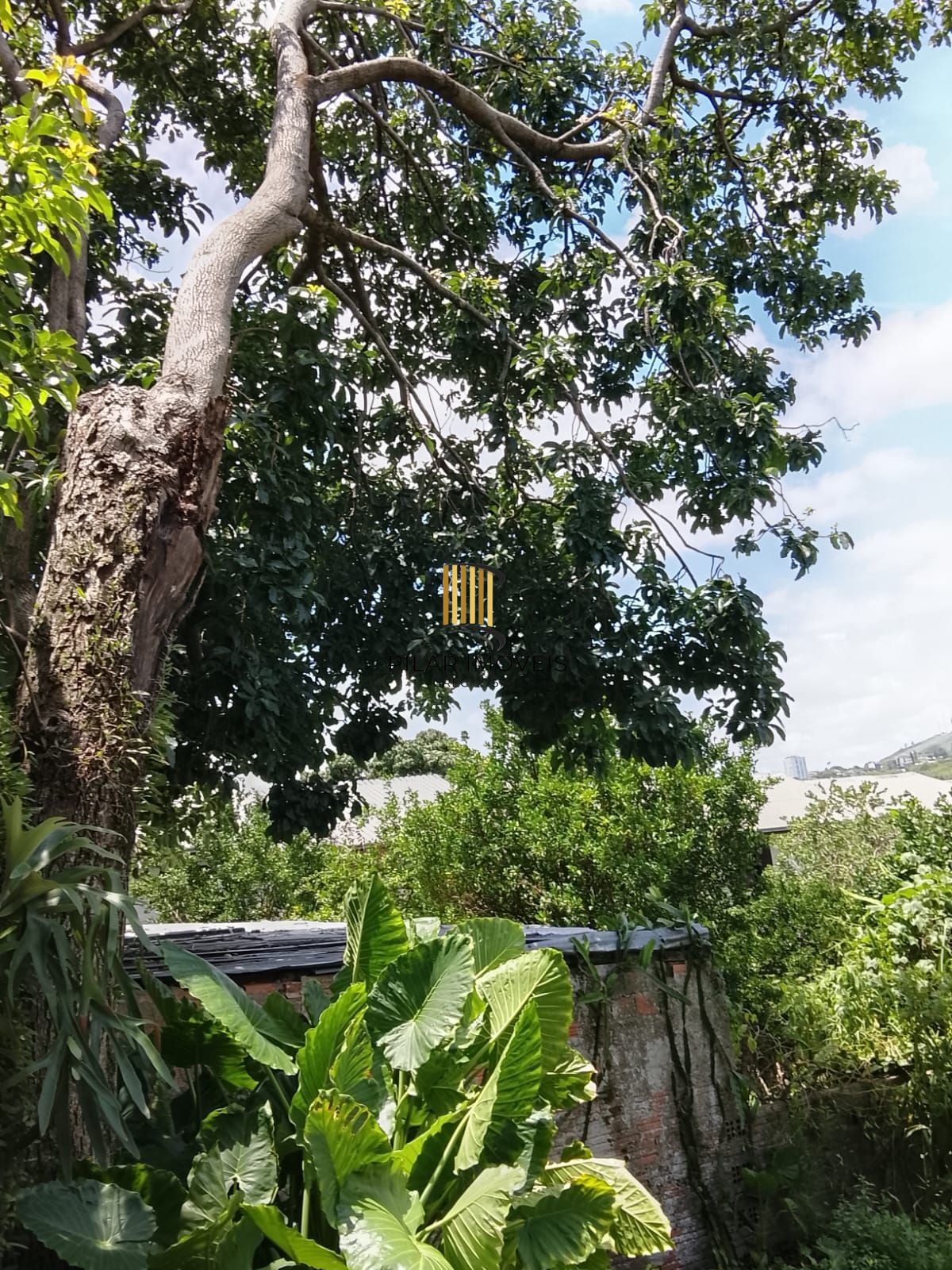 Excelente terreno gramado com árvores frutíferas e edícula nos fundos.