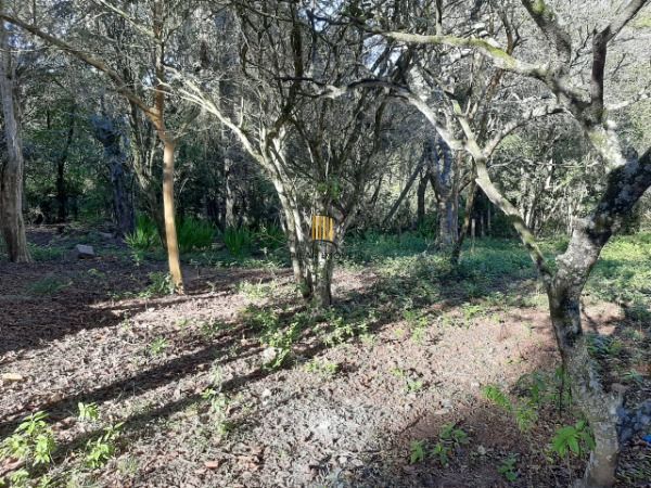 Sítio para Venda - 200m², 3 dormitórios, 4 vagas - Lami