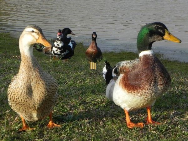 Terreno para Venda - 178.83m², 0 dormitórios, Lagos De Nova Ipanema