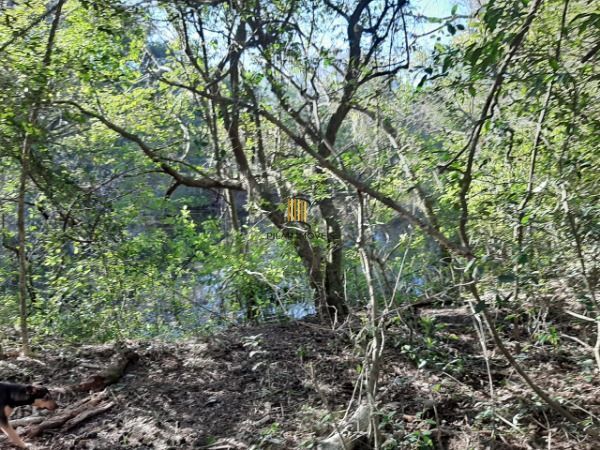Sítio para Venda - 200m², 3 dormitórios, 4 vagas - Lami